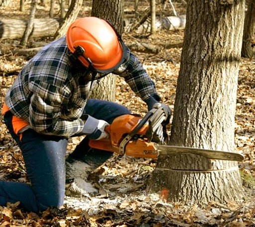 Tree Removal in Niota, IL